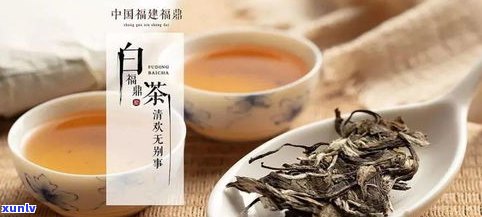 福鼎茶叶怎么样？口感、品质全面解析！