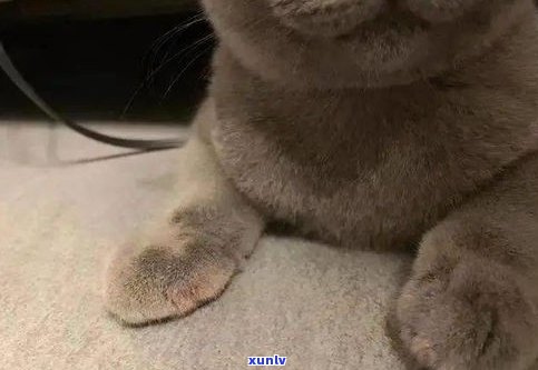 猫猫手镯：作用、电影全解析