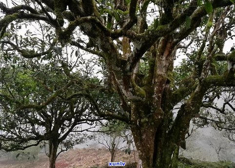 兴荣号普洱茶：含义、价格、厂家、千年古树及生普介绍