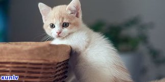翡翠猫挂件：镶嵌图片与款式，展现猫咪特别魅力