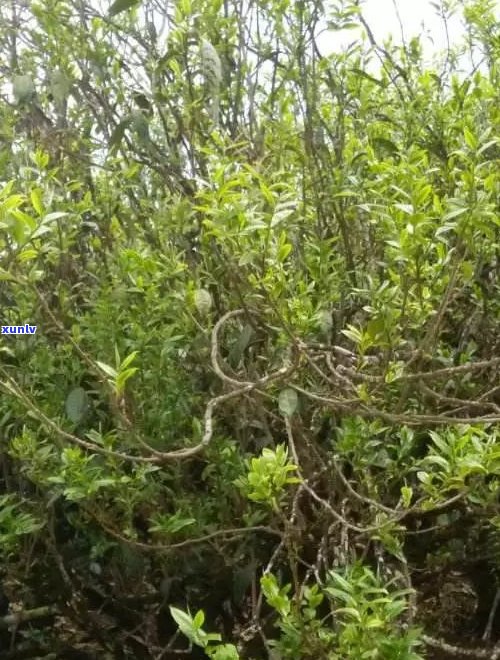 最老的茶普洱茶树是什么品种？其年龄有多久？