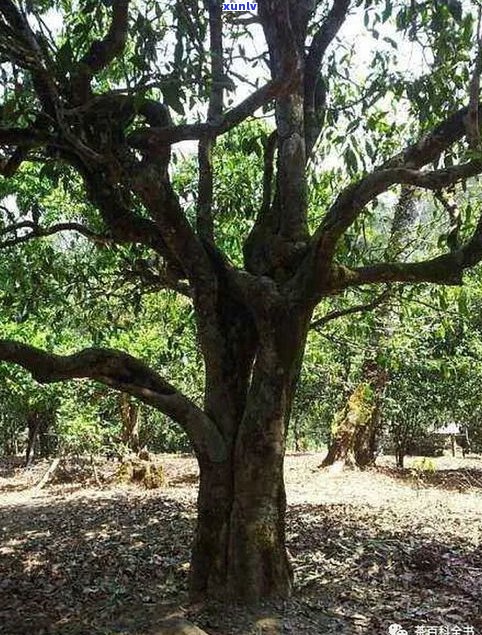现存最老的普洱茶树：品种、年龄及历史文化价值