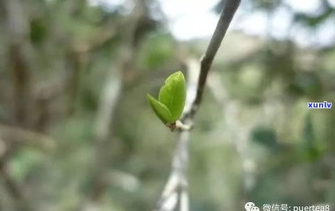 中国最老的普洱茶树：年龄、种植、饮用、采摘全揭秘！