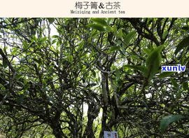 贺南古树普洱茶：特点、价格表与贺开古树普洱茶比较