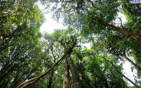 古树普洱茶怎么卖-古树普洱茶怎么卖出去