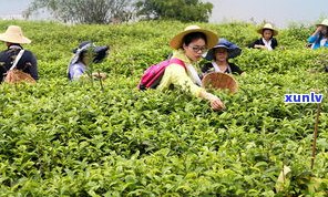 昆明普洱茶进出口-昆明普洱茶进出口情况