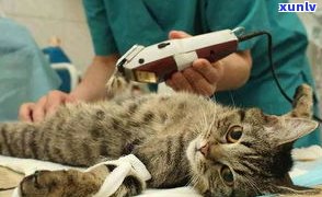 什么是猫尿？猫尿闭症、猫尿闭、猫尿咖啡及其症状解析