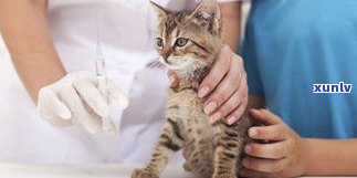 什么是猫尿？猫尿闭症、猫尿闭、猫尿咖啡及其症状解析