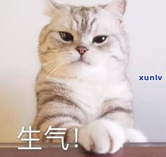 猫戴翡翠图片真实全集：高清 *** ，一网打尽！