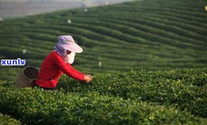 普洱茶渥堆发酵菌-普洱茶渥堆发酵菌的作用