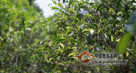 古树普洱茶的优点-古树普洱茶的优点和缺点