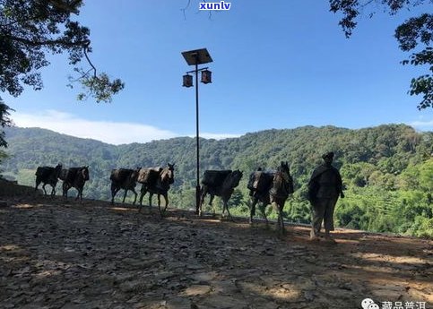 普洱茶保山茶区的知名山头及其特点