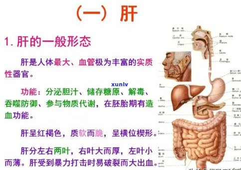 喝普洱茶会消化不良吗？探讨其对消化系统的影响及是否有助于消化