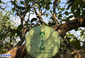 哪种普洱茶是古树茶？品牌、种类及品质比较