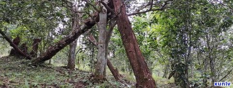 哪种普洱茶属于古树茶叶种类？了解古树普洱茶的品种与 *** 方式