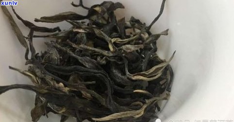 全面欣赏高清普洱茶树叶子图片大全