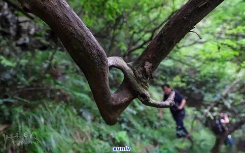 石门坎古树茶价格与特点全揭秘