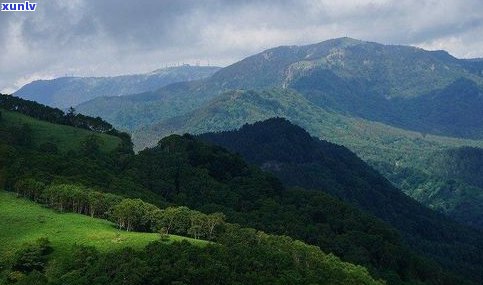 揭秘普洱秘境茶的产地及特点：来自哪座山头？