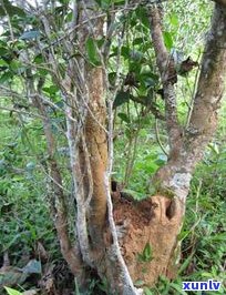 秘境普洱茶六大茶山：揭秘云南古树普洱茶的产地与魅力