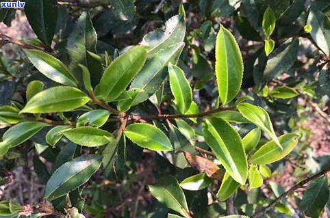 曼秀茶价格查询：全面了解曼秀茶叶、口感与古树茶价，探究曼秀普洱茶品质特点