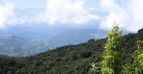 见山普洱茶是哪里-见山茶叶档次怎么样