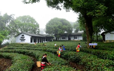 普洱茶博览苑酒店：中国普洱茶博览苑介绍与门票信息