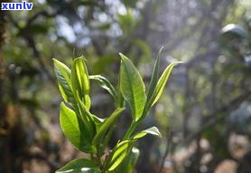 什么叫普洱生态茶？从定义、茶叶到茶树，全面解析其概念及功效作用