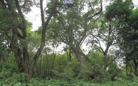 小竹箐普洱茶口感-泡竹箐古树茶价格