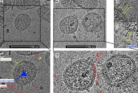 玉石能否净化空气？探讨其科学原理与实际效果