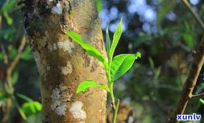 探寻曼糯大树茶：特点、价格与茶王树解析