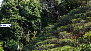 探寻曼糯大树茶：特点、价格与茶王树解析