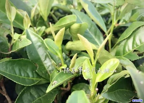 南糯山普洱茶的特点：产地、树种、 *** 工艺及品饮感受全面解析