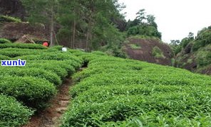 云南易武圆茶价格与特点：探索古茶树、生茶和茶厂的奥秘