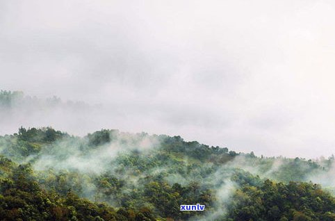 包头布朗山普洱茶-布朗山普洱茶山头