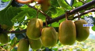 猕猴桃加黄瓜：营养与健康效果全面解析