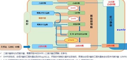 全面了解普洱茶品牌供应链：公司、企业及类型一览