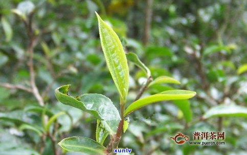 探究普洱茶大叶种与小叶种的区别：从形态、口感到功效全方位对比