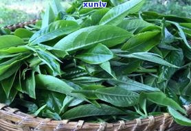 探究普洱茶大叶种与小叶种的区别：从形态、口感到功效全方位对比