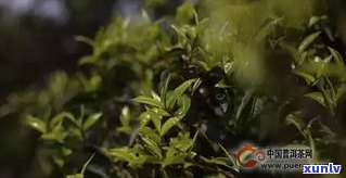 普洱茶忙肺价格及特点：熟茶、古树茶口感详解