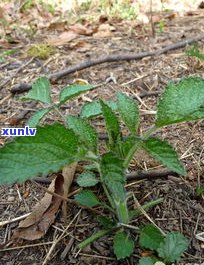 刺儿茶产地及其植物特性、价格介绍