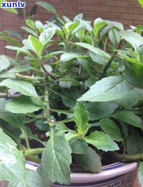 刺儿茶产地及其植物特性、价格介绍