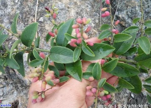 刺儿茶产地及其植物特性、价格介绍