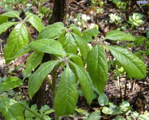 刺儿茶产地及其植物特性、价格介绍