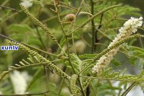 刺儿茶产地及其植物特性、价格介绍