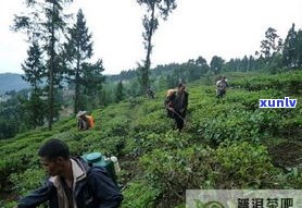 烂田普洱茶不能采的原因：避免病虫害和土壤污染