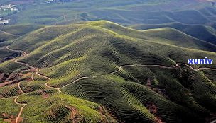 大滇七子饼：野生山场，大渡岗与大中产区，精选大益茶