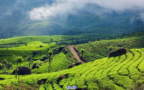 大滇七子饼：野生山场，大渡岗与大中产区，精选大益茶