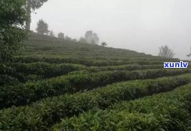 大滇七子饼：野生山场，大渡岗与大中产区，精选大益茶