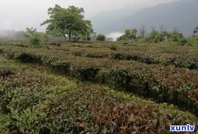 大滇七子饼：野生山场，大渡岗与大中产区，精选大益茶