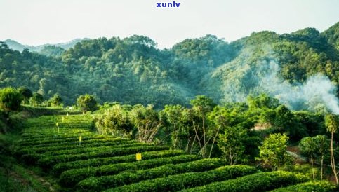 大滇七子饼：野生山场，大渡岗与大中产区，精选大益茶